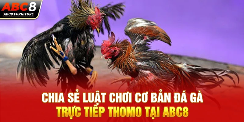 Chia sẻ luật chơi cơ bản đá gà trực tiếp Thomo tại ABC8