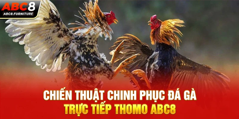 Chiến thuật chinh phục đá gà trực tiếp Thomo ABC8