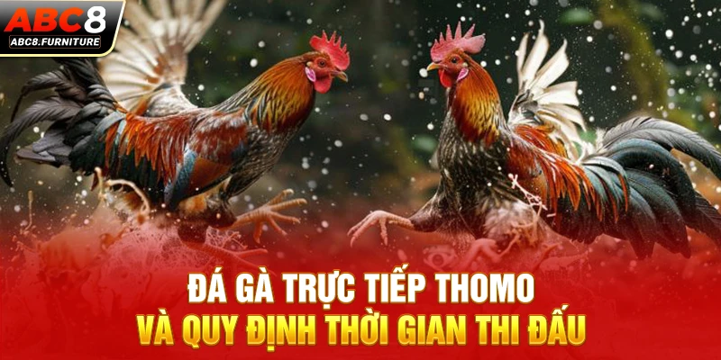 Đá gà trực tiếp Thomo và quy định thời gian thi đấu