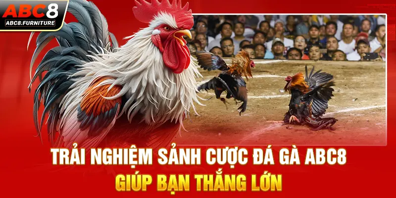 Trải nghiệm sảnh cược đá gà ABC8 giúp bạn thắng lớn