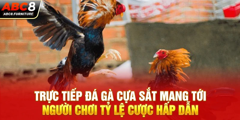 Trực tiếp đá gà cựa sắt mang tới người chơi tỷ lệ cược hấp dẫn