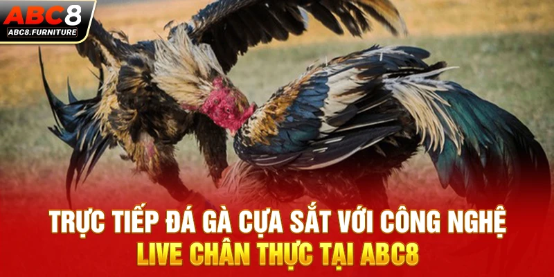  Trực tiếp đá gà cựa sắt với công nghệ live chân thực tại ABC8